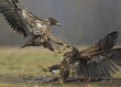 Aigles,bataille
