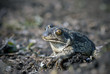 Spade Footed Toad