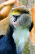 Lowes Guenon Lowes Guenon