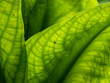 Skunk cabbage