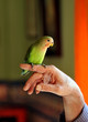 Periquito, animal de compañía