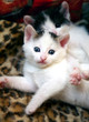 White funny kitten with blue eyes White funny kitten with blue eyes