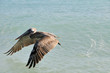 Brown Pelican