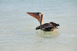 Brown Pelican 1