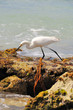 Snowy Egret