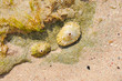 limpet