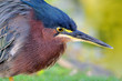 Green Heron 3