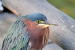 Green Heron 2