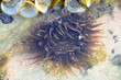sea ​​anemone