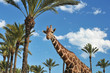 Giraffe Giraffe