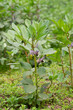 broad bean blooming