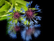 cornflower - centaurea montana