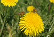 Photo: Bienen sammeln Nektar Bienen sammeln Nektar