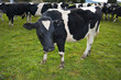 Friesan bull