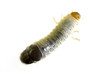 Foto: June Bug larvae June Bug larvae