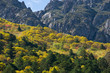 Forest in autumn