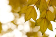 Maple leaves