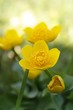 Sumpfdotterblumen