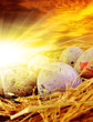 Photo: easter eggs easter eggs