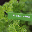 Petersilie
