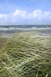 kerry dune grass
