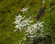 Königin der Alpenblumen