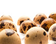 quail eggs in their plastic packaging quail eggs in their plastic packaging