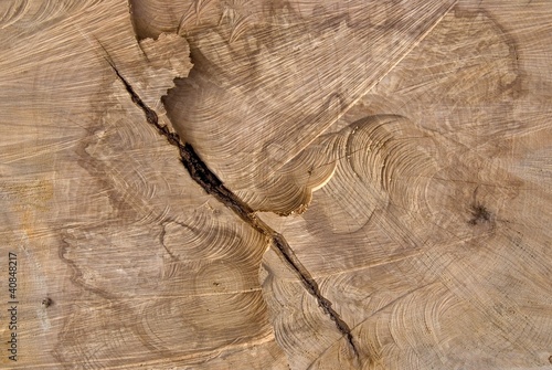 Photo: Truncated wood trunk section. Truncated wood trunk section.