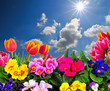 Himmel Frühling Blumen Tulpen Himmel Frühling Blumen Tulpen
