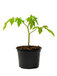 Tomatenpflanze