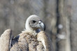 White-backed vulture (Gyps africanus)