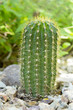 Trichocereus Grandiflorus Cactus Trichocereus Grandiflorus Cactus
