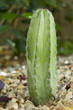 Mexican Polaskia Chichipe Cactus Mexican Polaskia Chichipe Cactus