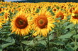 Sonnenblume