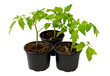 Foto: Tomatenpflanzen Tomatenpflanzen