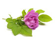 pink dog rose