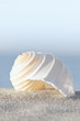 Sommer am Meer, Tonna Allium, Meeresschnecken, Strandgut