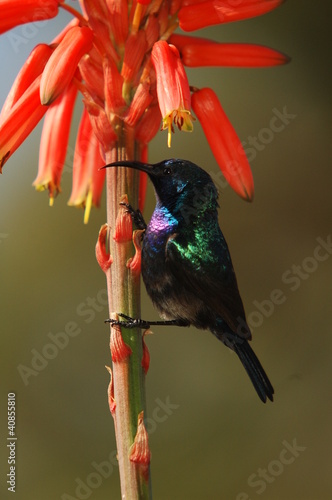 Photo: Palestine Sunbird (Nectarinia osea) male on aloe vera Palestine Sunbird (Nectarinia osea) male on aloe vera