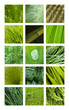 Texture, matière, fond, vert, nature, jardin, végétal