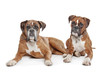 canvas print picture - Two plain fawn Boxer dogs