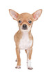 Photo en ligne au meilleur prix Miniature Chihuahua
