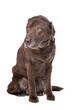 Old sad chocolate Labrador Old sad chocolate Labrador