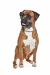 Photo en ligne au meilleur prix Boxer dog