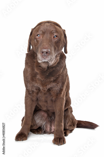 Photo: Old sad chocolate Labrador Old sad chocolate Labrador