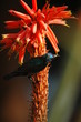 Palestine Sunbird (Nectarinia osea) male on aloe vera