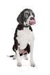 great dane
