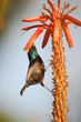 Palestine Sunbird (Nectarinia osea) male on aloe vera