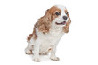 Cavalier King Charles Spaniel Cavalier King Charles Spaniel