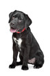 Photo en ligne au meilleur prix Black Labrador puppy