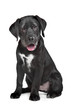 Photo en ligne au meilleur prix Black Labrador puppy